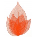 Frunze naturale uscate 4 bucati, Red Frunze naturale uscate 4 bucati, Red